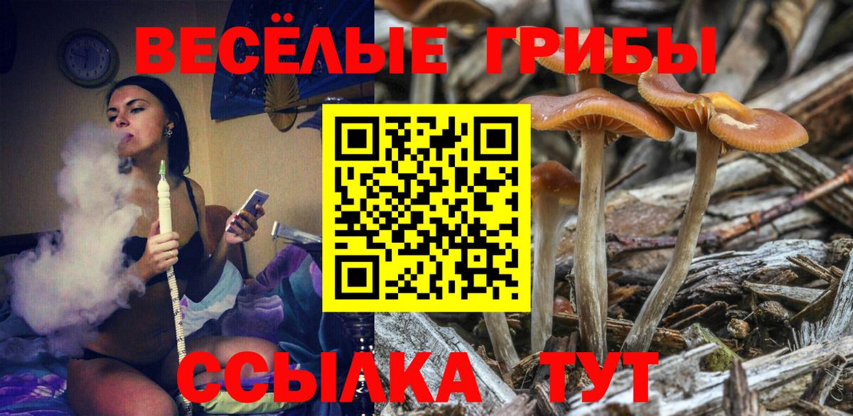 Псилоцибиновые грибы Psilocybe Еманжелинск